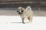 PETIT CHIEN LION 228
